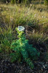 Seseli gummiferum