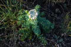 Seseli gummiferum
