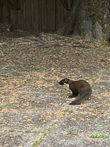 European Pine Marten