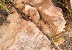 Adromischus inamoenus