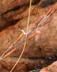 Adromischus inamoenus