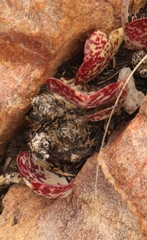 Adromischus inamoenus