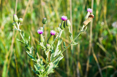 Cirsium arvense vestitum