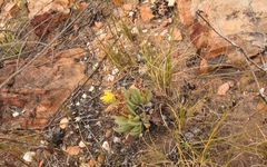 Machairophyllum albidum