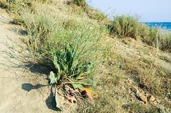 Limonium meyeri