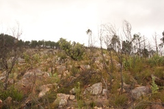 Machairophyllum albidum