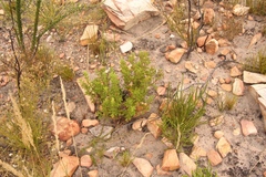 Pelargonium ternatum