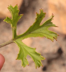 Pelargonium ternatum