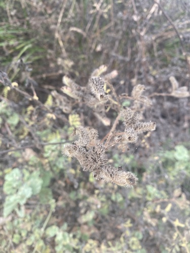 iNaturalist observation photo of caterpillar scorpionweed