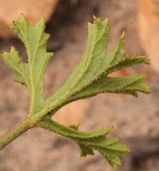 Pelargonium ternatum