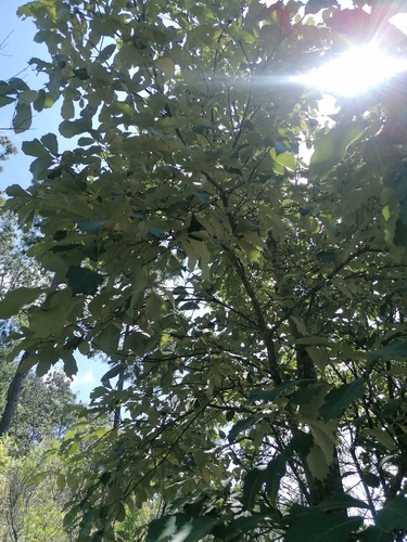 Quercus martinezii