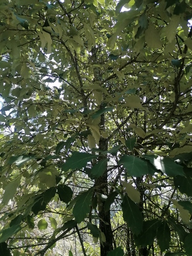 Quercus martinezii