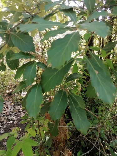 Quercus martinezii