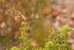 Pelargonium ternatum