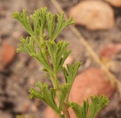 Pelargonium ternatum
