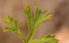 Pelargonium ternatum