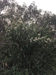 Ceanothus megacarpus megacarpus