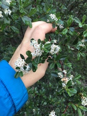 Ceanothus megacarpus megacarpus