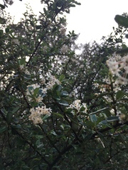Ceanothus megacarpus megacarpus