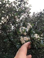 Ceanothus megacarpus megacarpus
