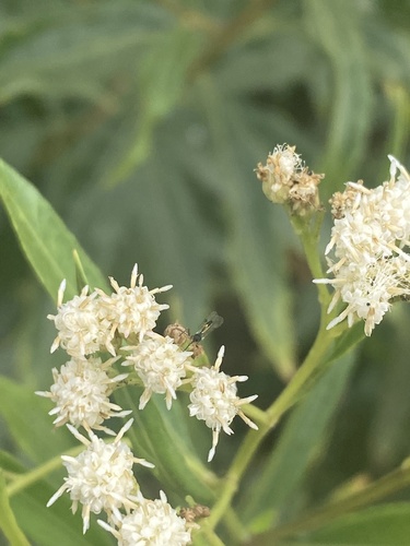 iNaturalist observation photo of mule fat