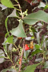 Coprosma rhynchocarpa
