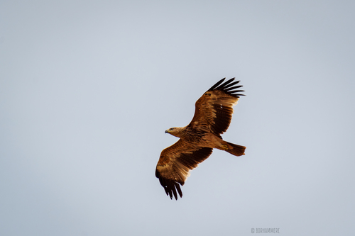 Aigle impérial