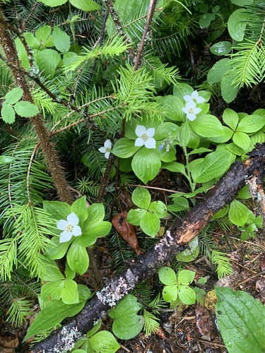 Canadian bunchberry