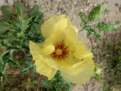 Argemone aenea