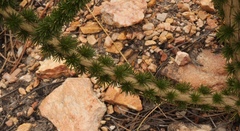 Aspalathus sceptrum-aureum