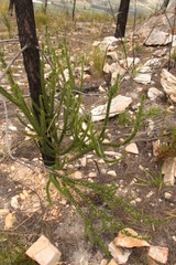 Aspalathus sceptrum-aureum