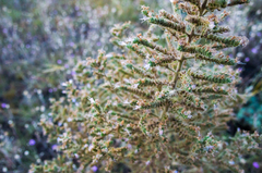 Echium italicum biebersteinii