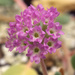 Pink Sand Verbena - Photo (c) Oregon Department of Agriculture, some rights reserved (CC BY-NC-ND)