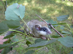 Dryomys nitedula