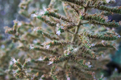 Echium italicum biebersteinii