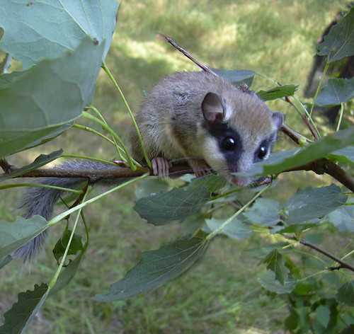 Eurasian Forest Dormouse