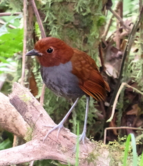 Bicolored Antpitta photo 3