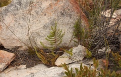 Cliffortia pulchella
