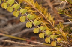 Cliffortia pulchella