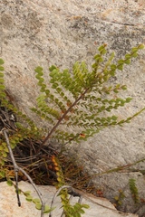 Cliffortia pulchella