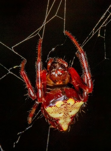 Arrowhead Orbweaver, Calvert County, MD, USA, photo 10 of 10