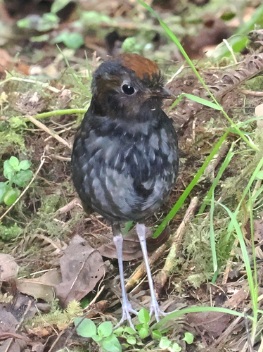 Bicolored Antpitta (Grallaria rufocinerea), photo 10