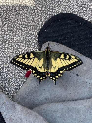Hudsonian Old World Swallowtail