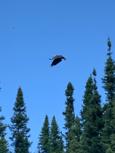Bald Eagle