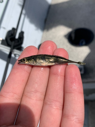 Ninespine Stickleback