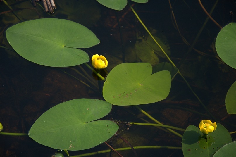 Nuphar Lutea water lilies found at Trillium Lake in the PNW by
