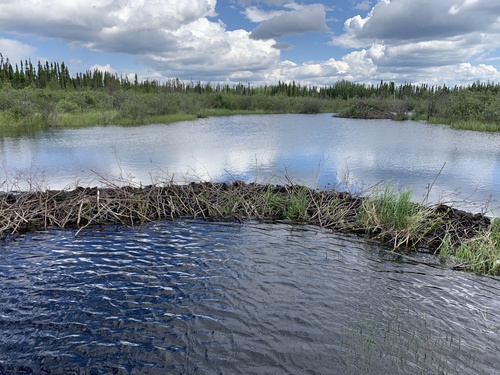 American Beaver