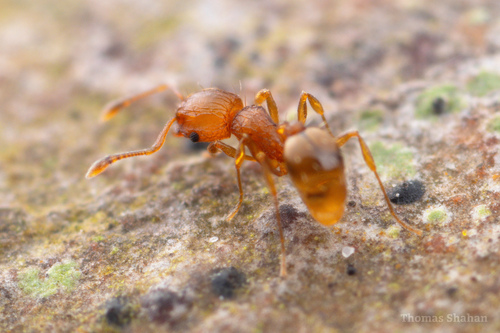 Wasmannia auropunctata