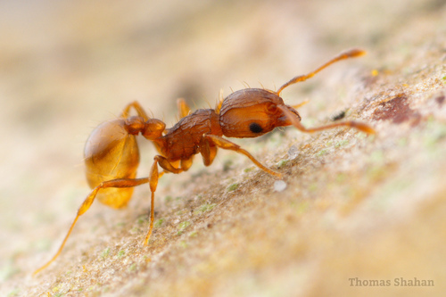 Wasmannia auropunctata