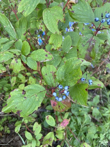 baltoji sedula nuotrauka